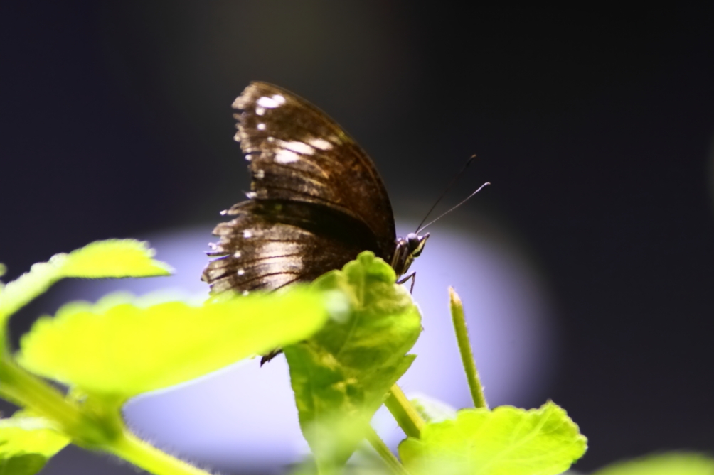 2012 08 03 9999 805